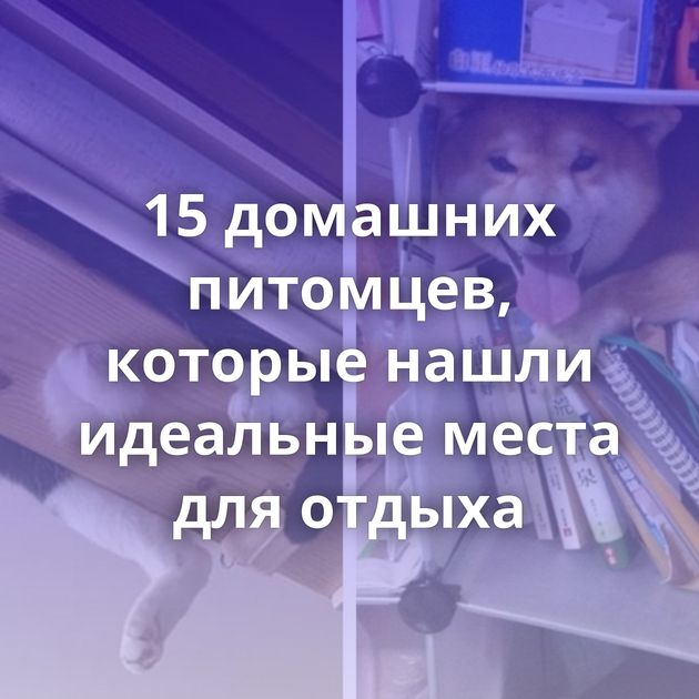 15 домашних питомцев, которые нашли идеальные места для отдыха