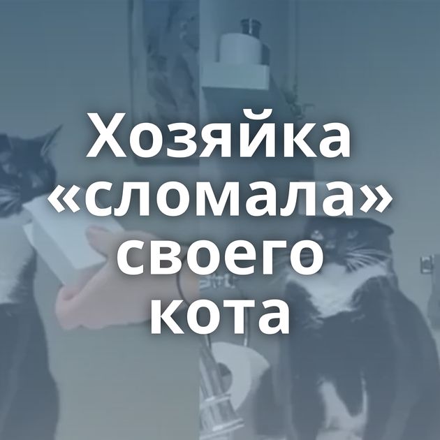 Хозяйка «сломала» своего кота