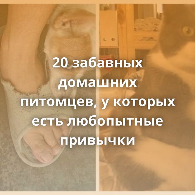 20 забавных домашних питомцев, у которых есть любопытные привычки