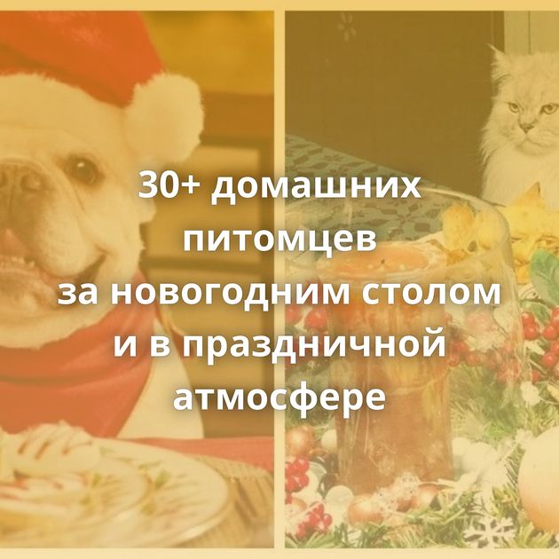 30+ домашних питомцев за новогодним столом и в праздничной атмосфере