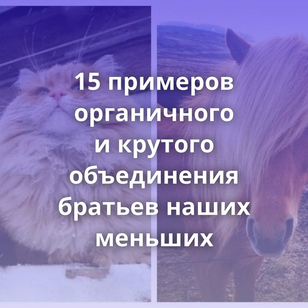 15 примеров органичного и крутого объединения братьев наших меньших