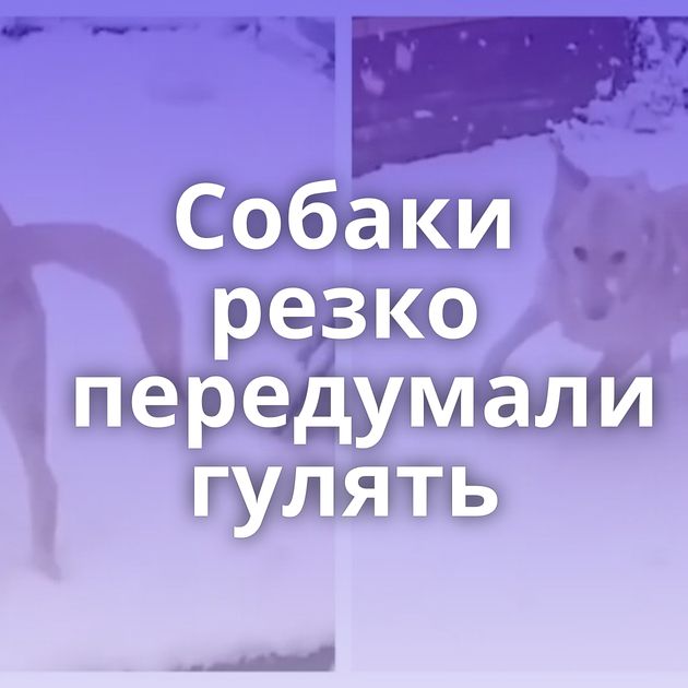 Собаки резко передумали гулять