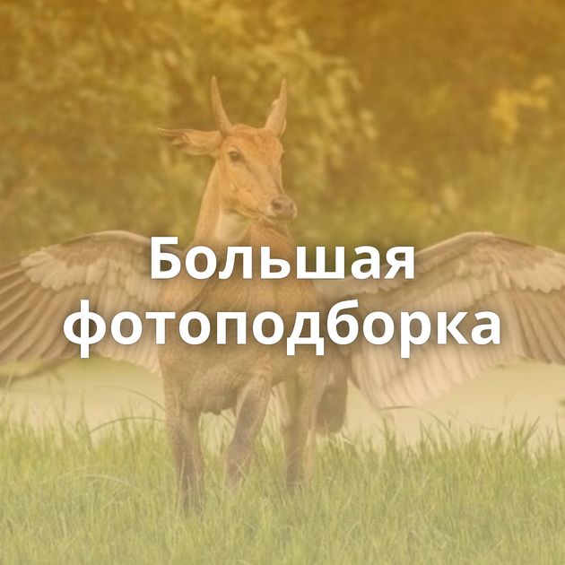 Большая фотоподборка