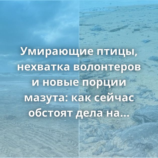 Умирающие птицы, нехватка волонтеров и новые порции мазута: как сейчас обстоят дела на пляжах…