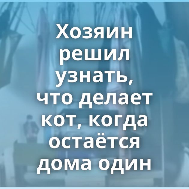 Хозяин решил узнать, что делает кот, когда остаётся дома один