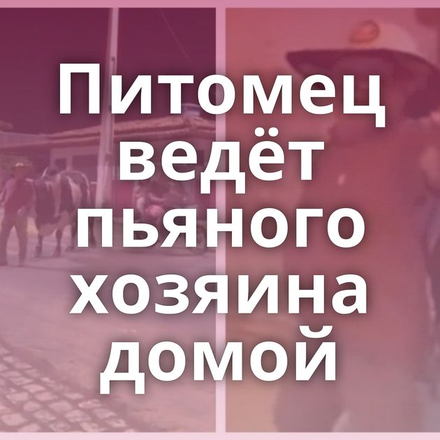 Питомец ведёт пьяного хозяина домой