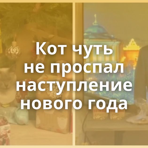 Кот чуть не проспал наступление нового года