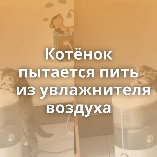 Котёнок пытается пить из увлажнителя воздуха