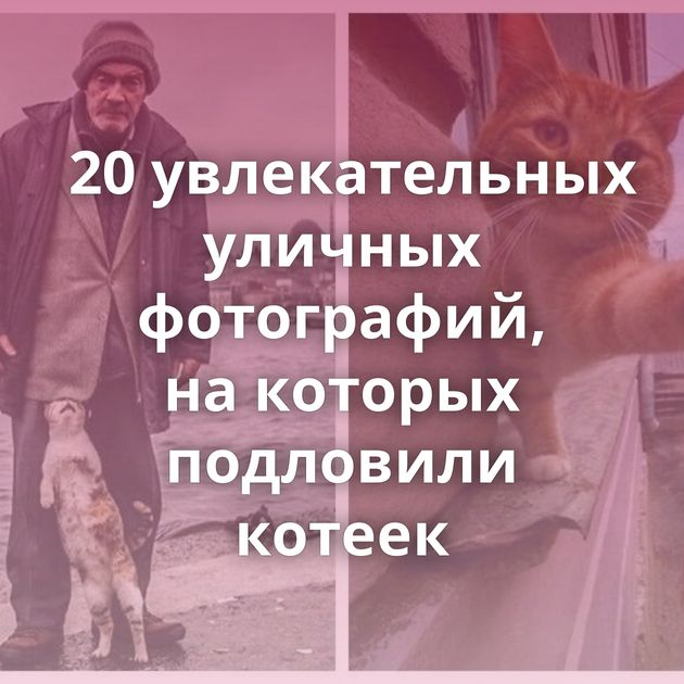 20 увлекательных уличных фотографий, на которых подловили котеек