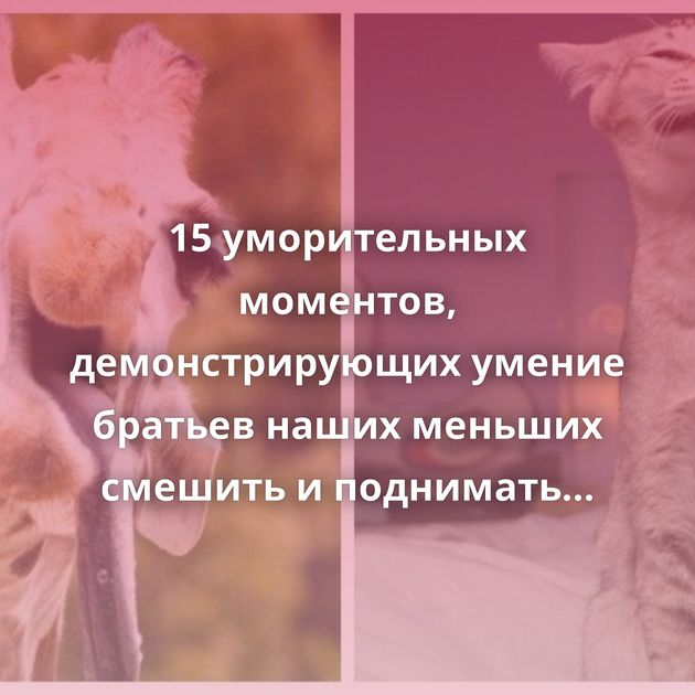 15 уморительных моментов, демонстрирующих умение братьев наших меньших смешить и поднимать настроение