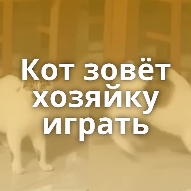 Кот зовёт хозяйку играть