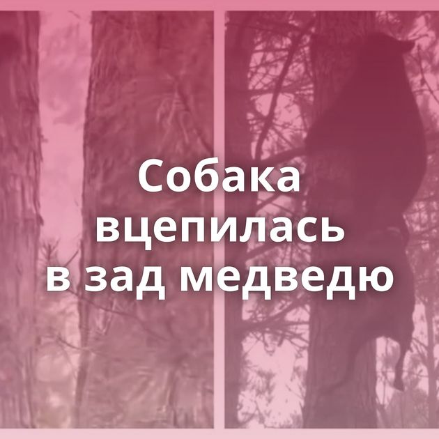 Собака вцепилась в зад медведю