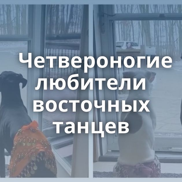 Четвероногие любители восточных танцев