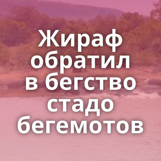 Жираф обратил в бегство стадо бегемотов