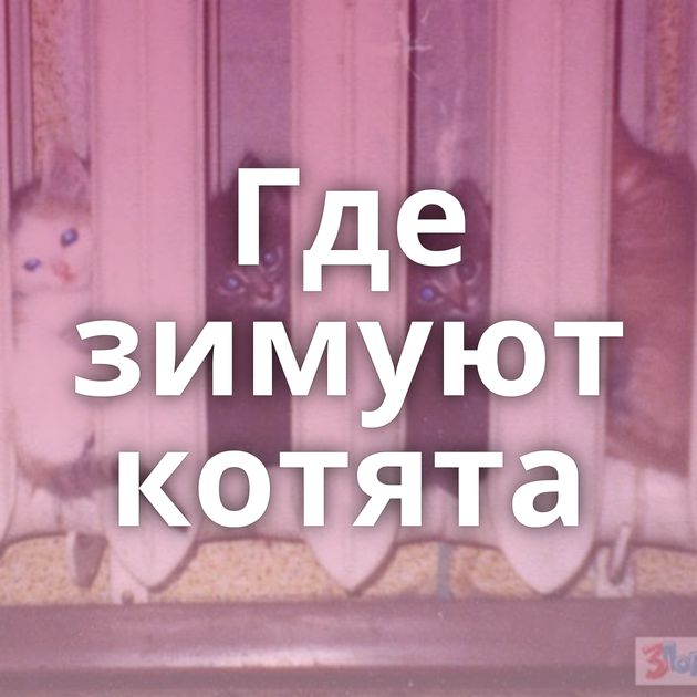 Где зимуют котята