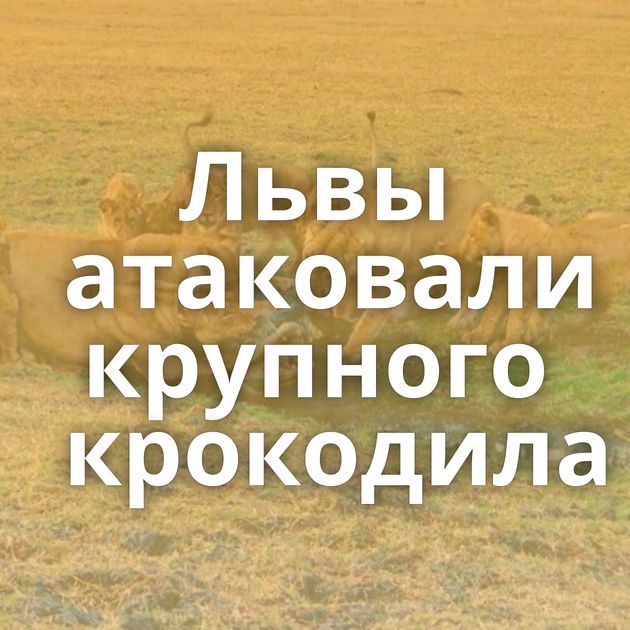 Львы атаковали крупного крокодила