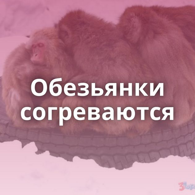 Обезьянки согреваются