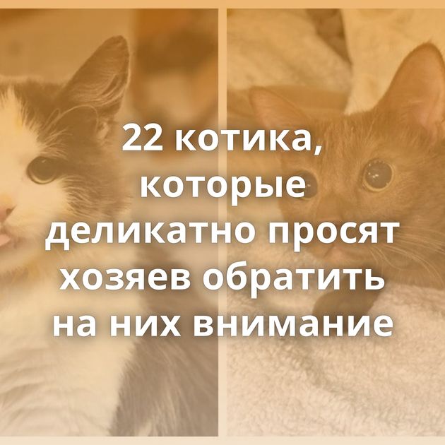 22 котика, которые деликатно просят хозяев обратить на них внимание