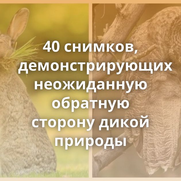 40 снимков, демонстрирующих неожиданную обратную сторону дикой природы