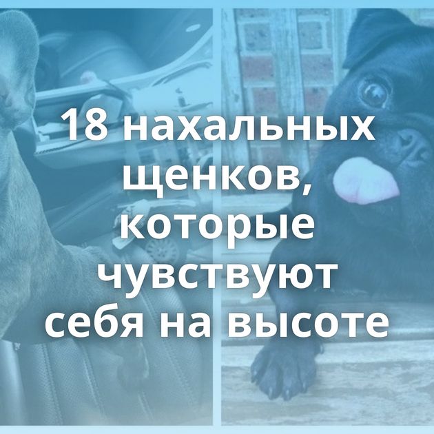 18 нахальных щенков, которые чувствуют себя на высоте