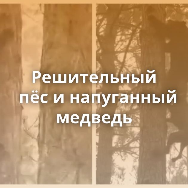 Решительный пёс и напуганный медведь