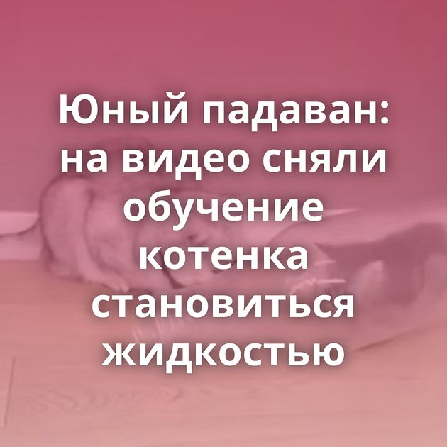 Юный падаван: на видео сняли обучение котенка становиться жидкостью