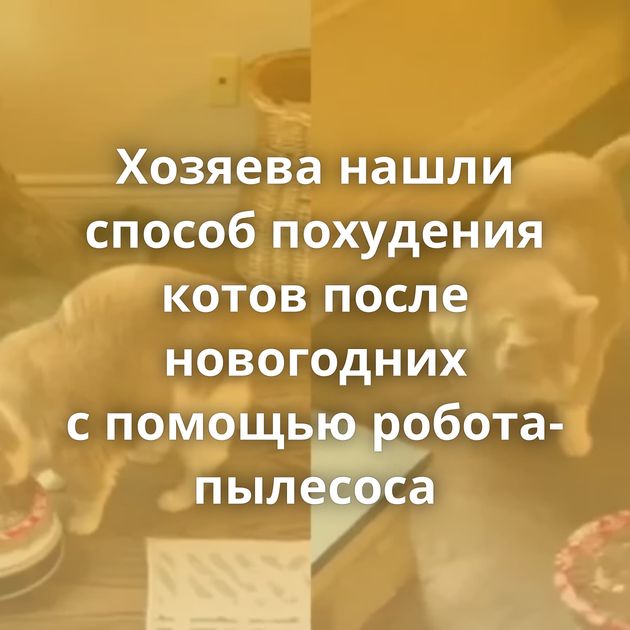 Хозяева нашли способ похудения котов после новогодних с помощью робота-пылесоса