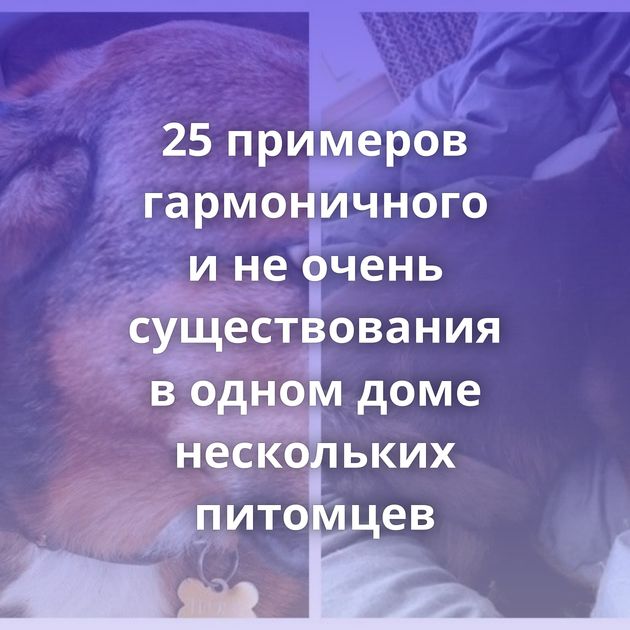 25 примеров гармоничного и не очень существования в одном доме нескольких питомцев