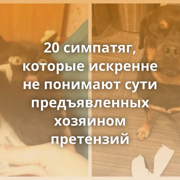 20 симпатяг, которые искренне не понимают сути предъявленных хозяином претензий