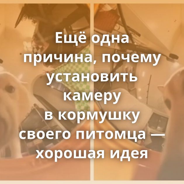 Ещё одна причина, почему установить камеру в кормушку своего питомца — хорошая идея