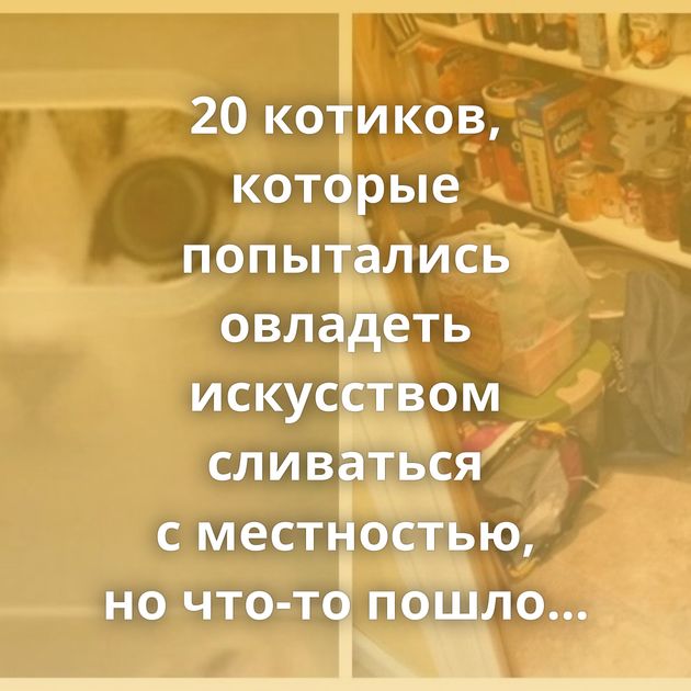 20 котиков, которые попытались овладеть искусством сливаться с местностью, но что-то пошло не так