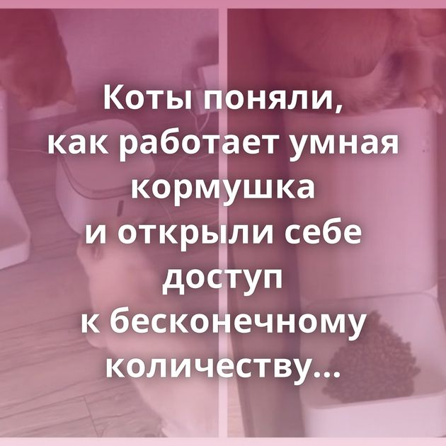 Коты поняли, как работает умная кормушка и открыли себе доступ к бесконечному количеству корма