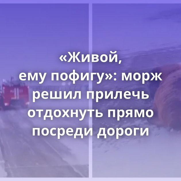 «Живой, ему пофигу»: морж решил прилечь отдохнуть прямо посреди дороги