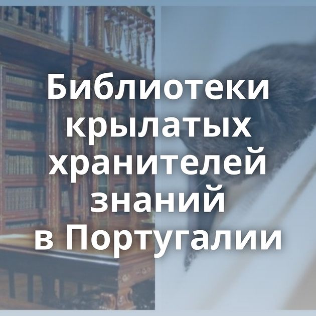 Библиотеки крылатых хранителей знаний в Португалии