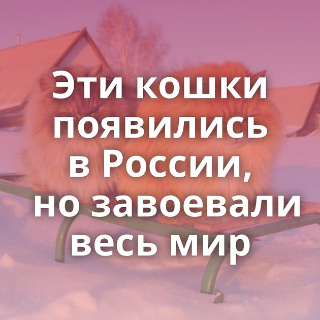 Эти кошки появились в России, но завоевали весь мир