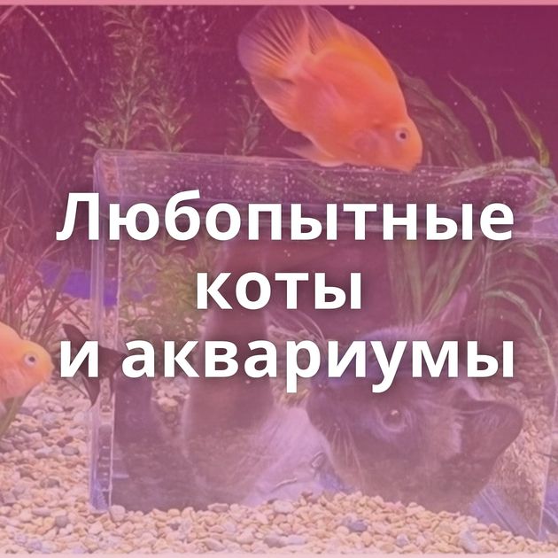 Любопытные коты и аквариумы