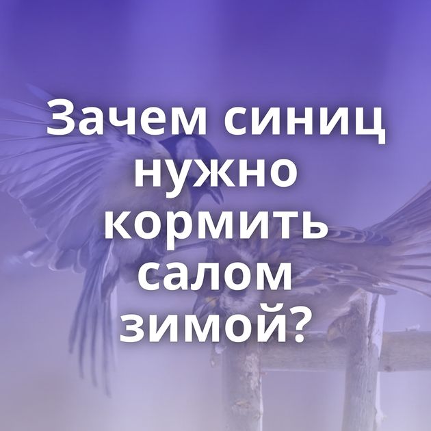 Зачем синиц нужно кормить салом зимой?