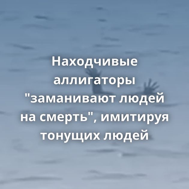 Находчивые аллигаторы 