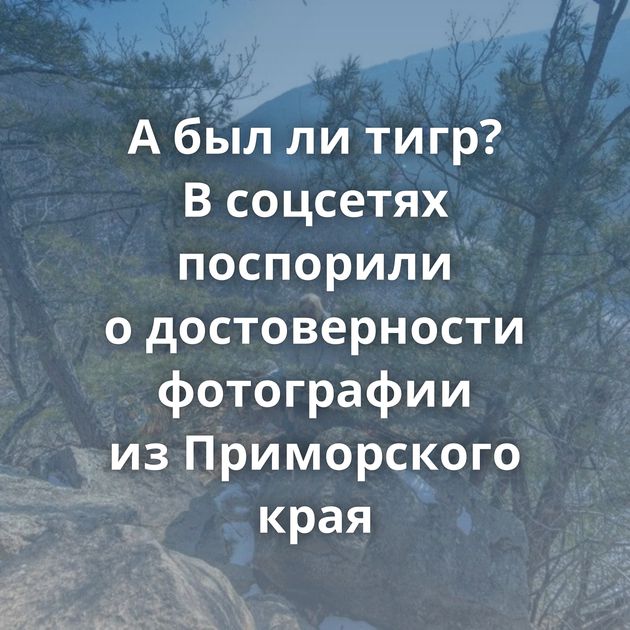 А был ли тигр? В соцсетях поспорили о достоверности фотографии из Приморского края