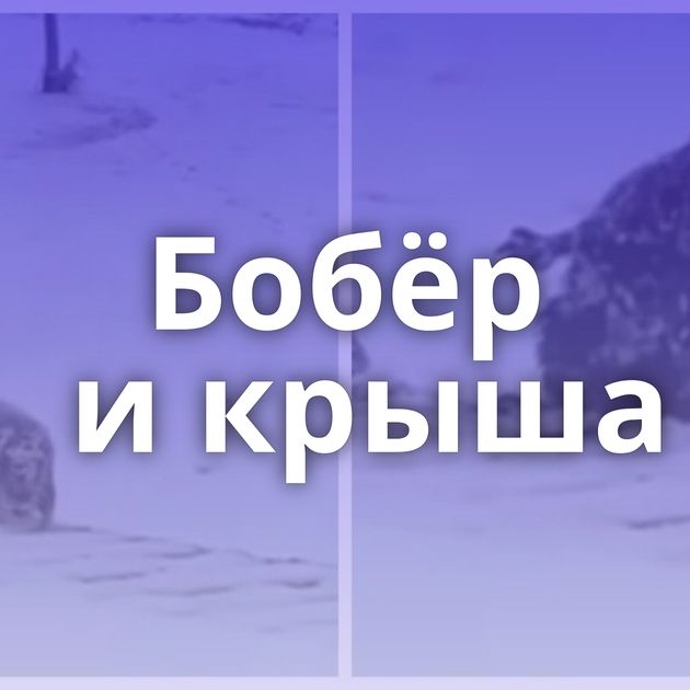 Бобёр и крыша