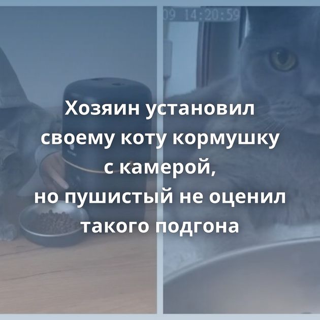 Хозяин установил своему коту кормушку с камерой, но пушистый не оценил такого подгона