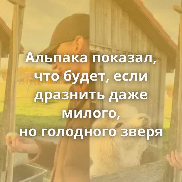 Альпака показал, что будет, если дразнить даже милого, но голодного зверя