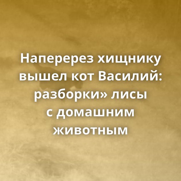 Наперерез хищнику вышел кот Василий: разборки» лисы с домашним животным