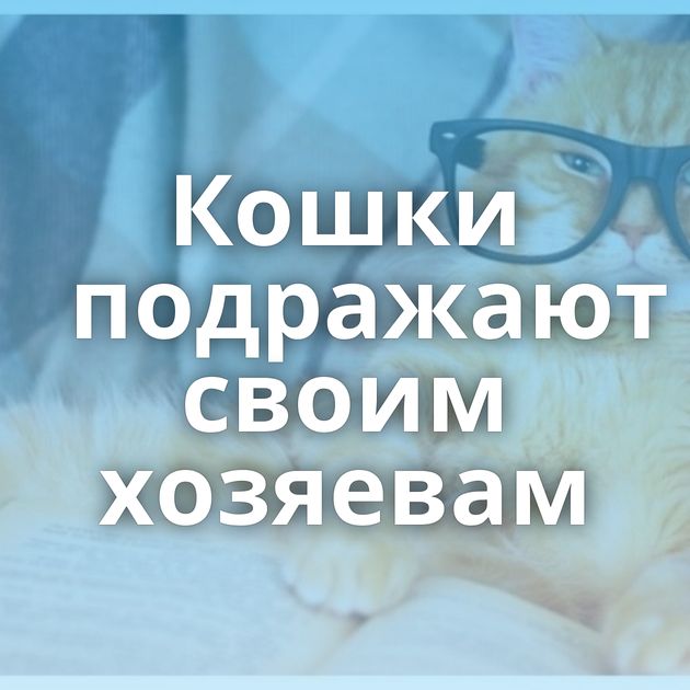 Кошки подражают своим хозяевам