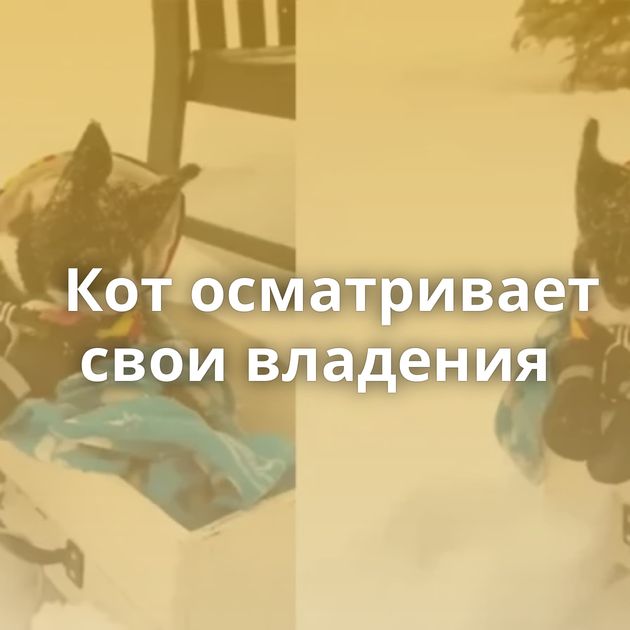 Кот осматривает свои владения