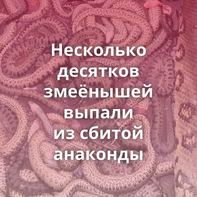 Несколько десятков змеёнышей выпали из сбитой анаконды