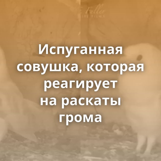 Испуганная совушка, которая реагирует на раскаты грома