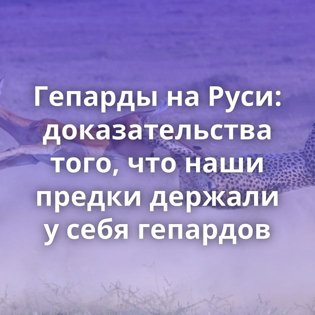 Гепарды на Руси: доказательства того, что наши предки держали у себя гепардов