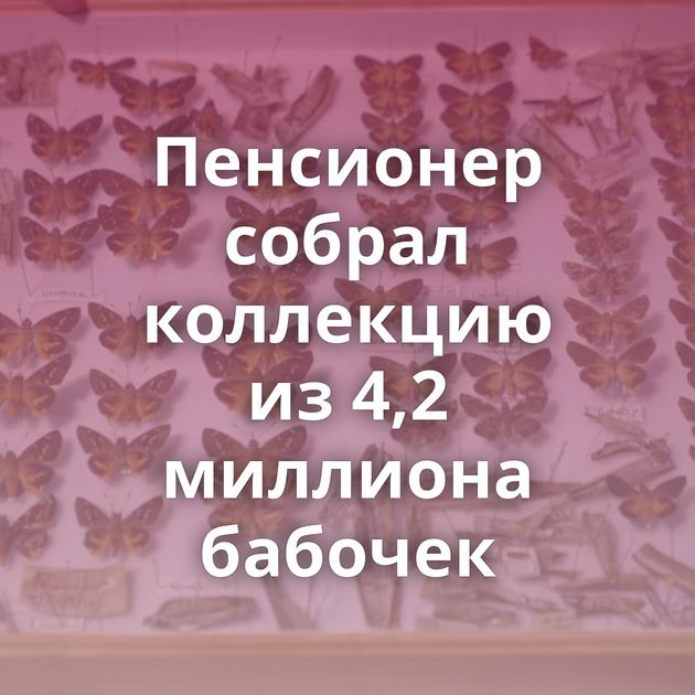 Пенсионер собрал коллекцию из 4,2 миллиона бабочек