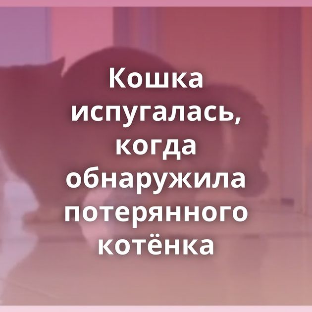 Кошка испугалась, когда обнаружила потерянного котёнка